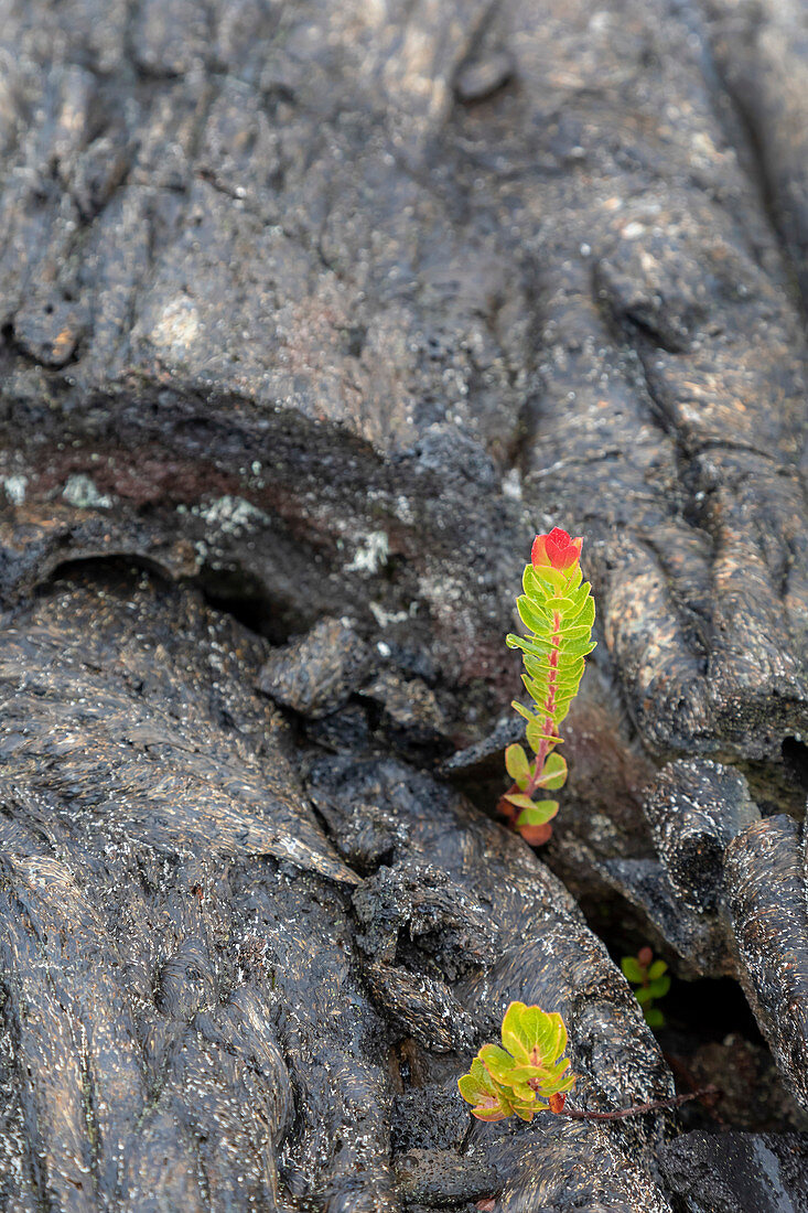 Ohi'a lehua (Metrosideros polymorpha), Hawaii