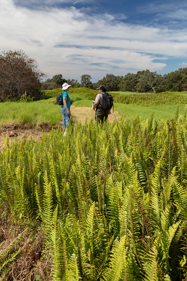 Invasive species prevention, Hawai'i Volcanoes National Park