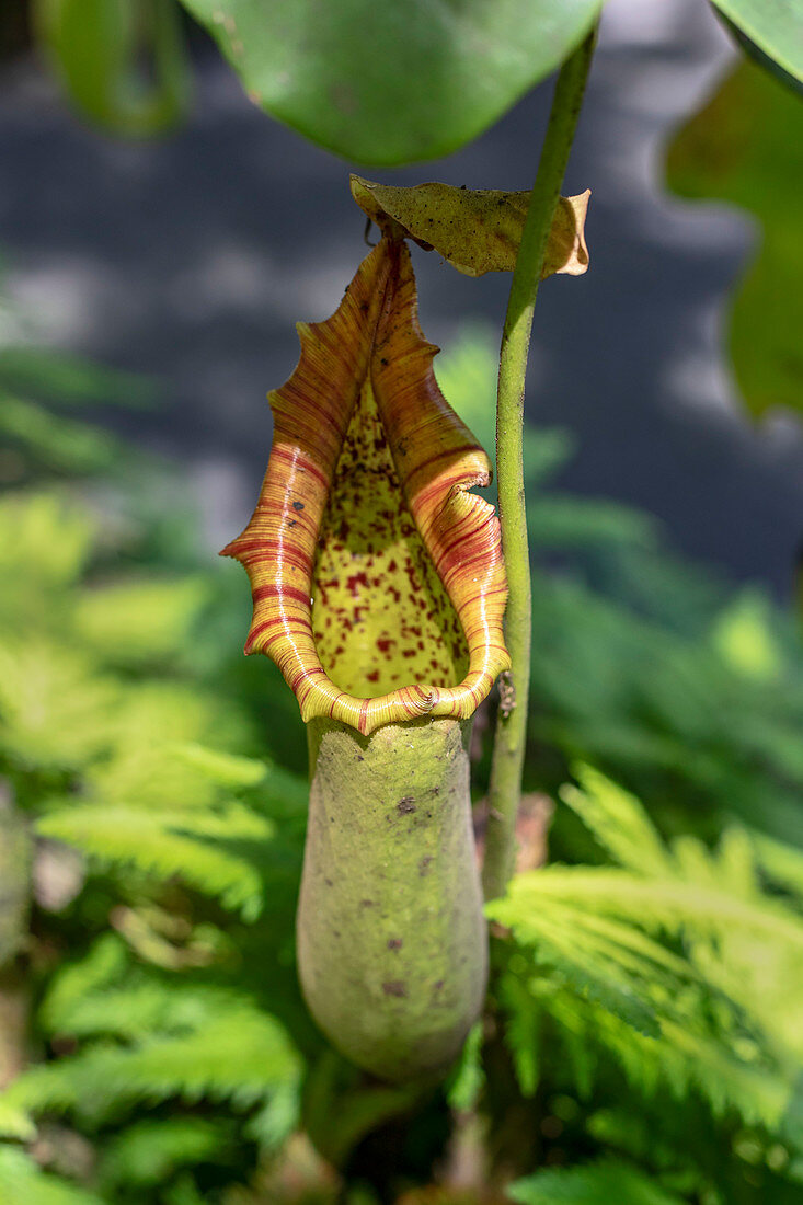 Pitcher plant (Nepenthes sp.), Hawaii