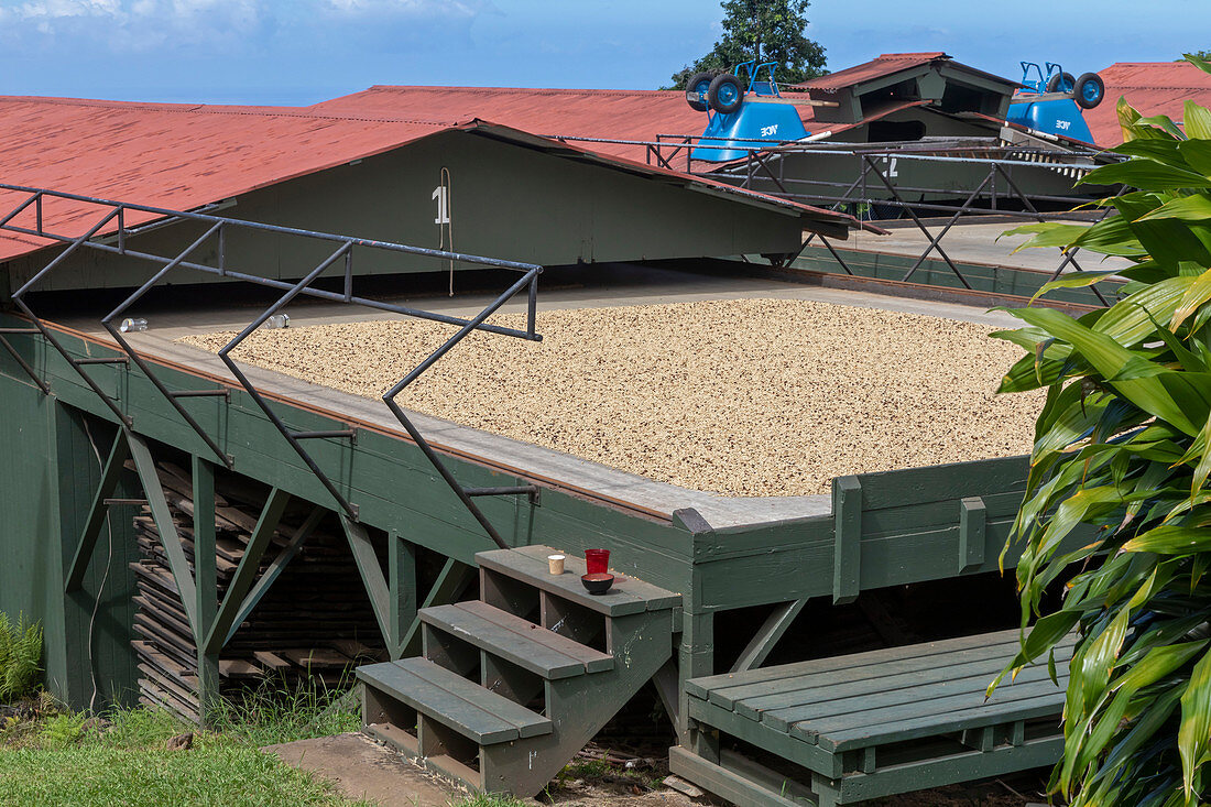 Coffee farm, Hawaii, USA