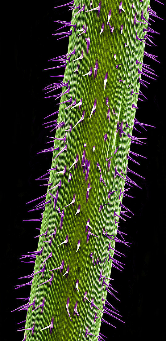 Cannabis Seedling Stem, SEM