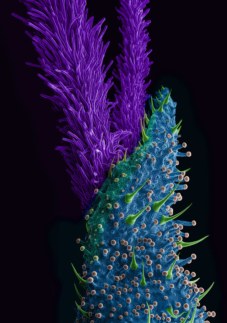 Marijuana Female Flower, SEM