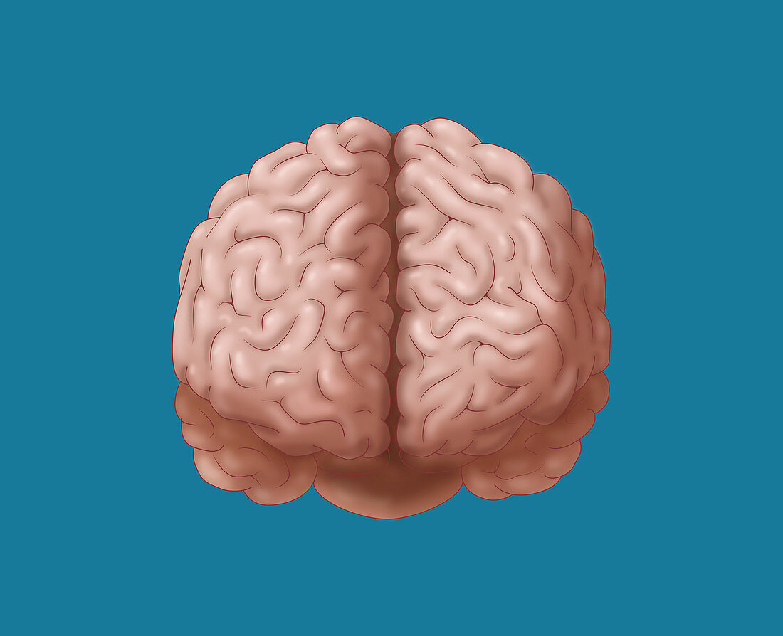 Brain, Frontal View, Illustration