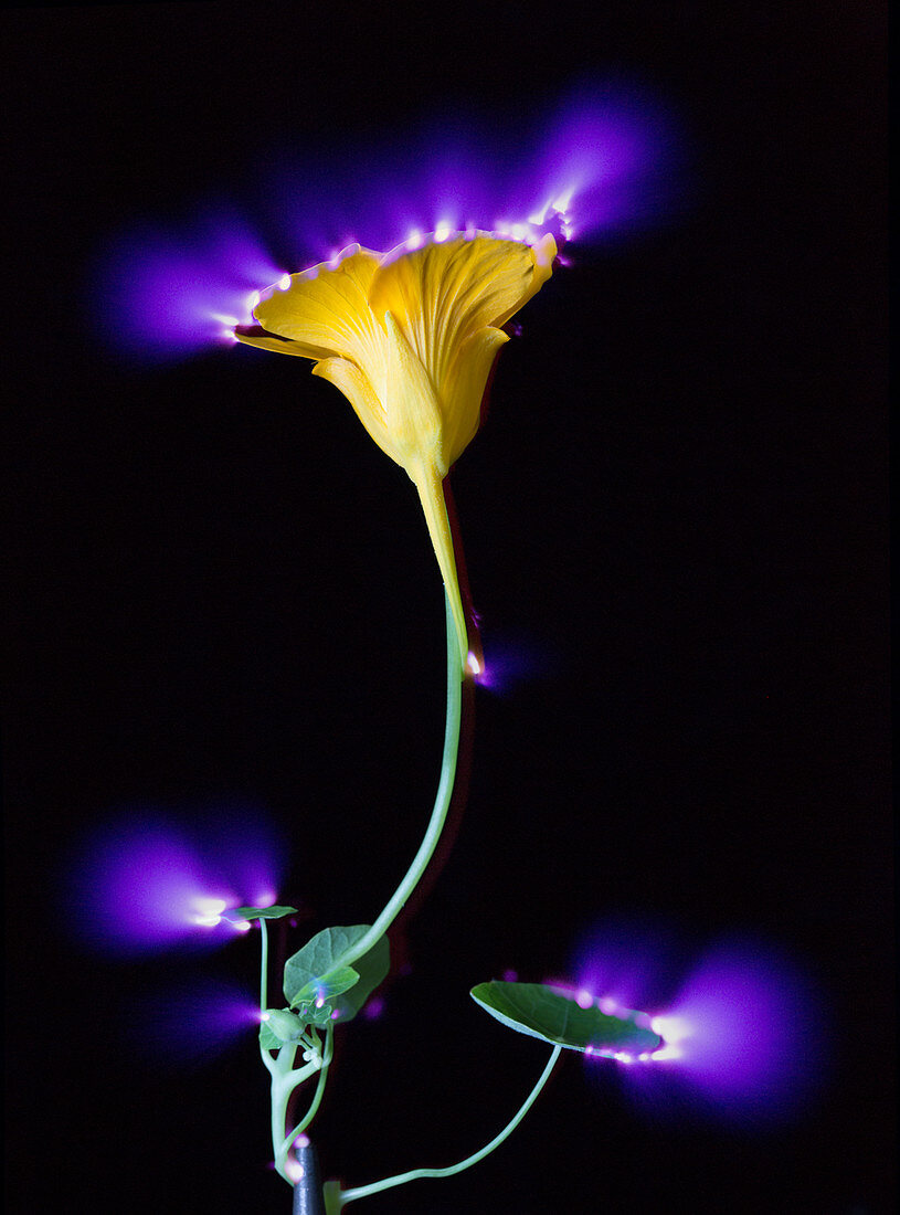 Corona Discharge of a Nasturtium Flower