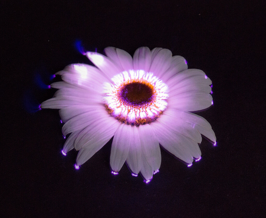 Corona Discharge of a Daisy Flower