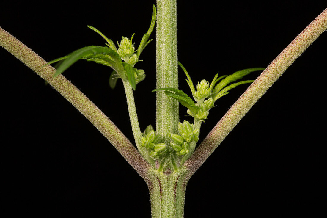 Male Flower of Cannabis Plant