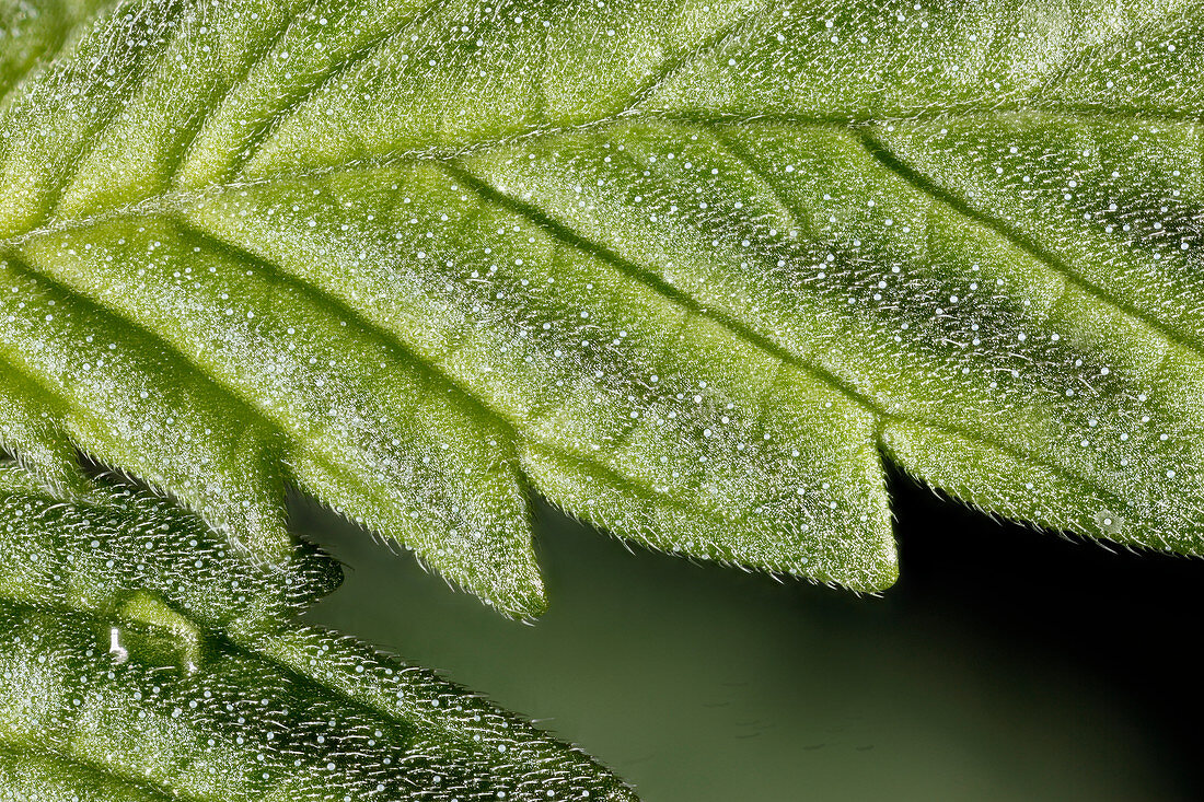 Marijuana Leaf