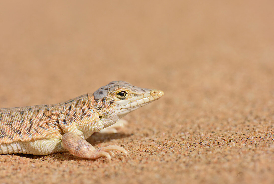 Wedge-Snouted Sand Lizard