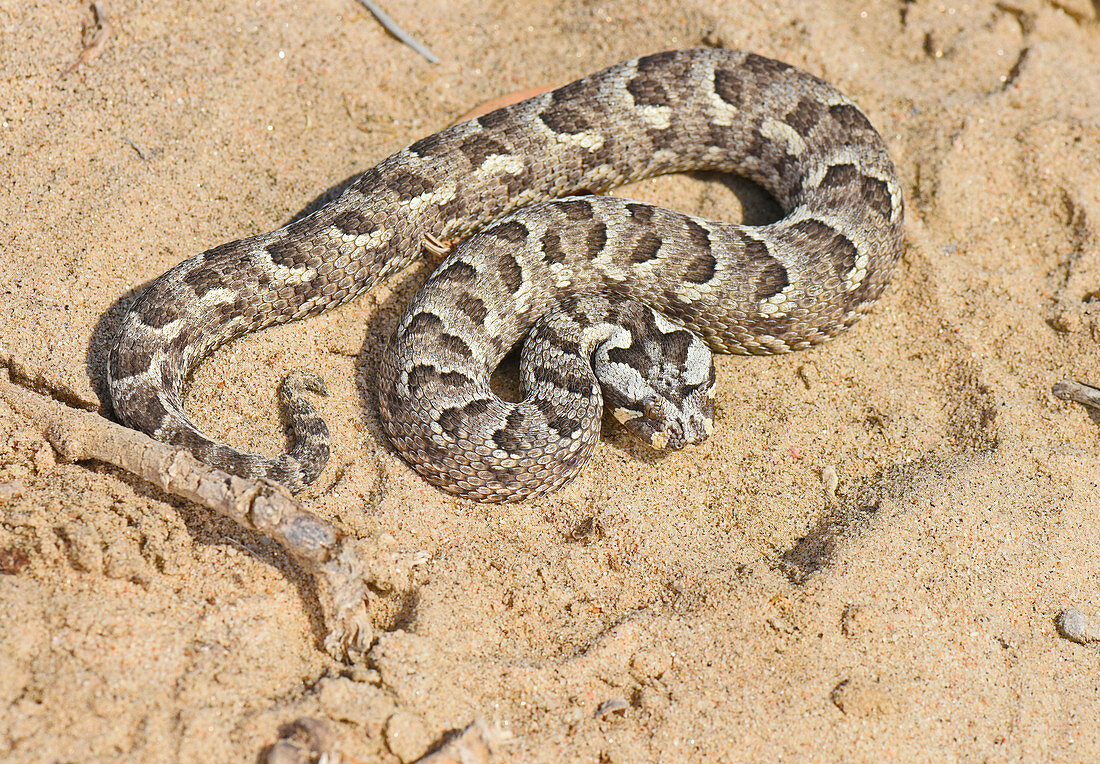 Many Horned Adder