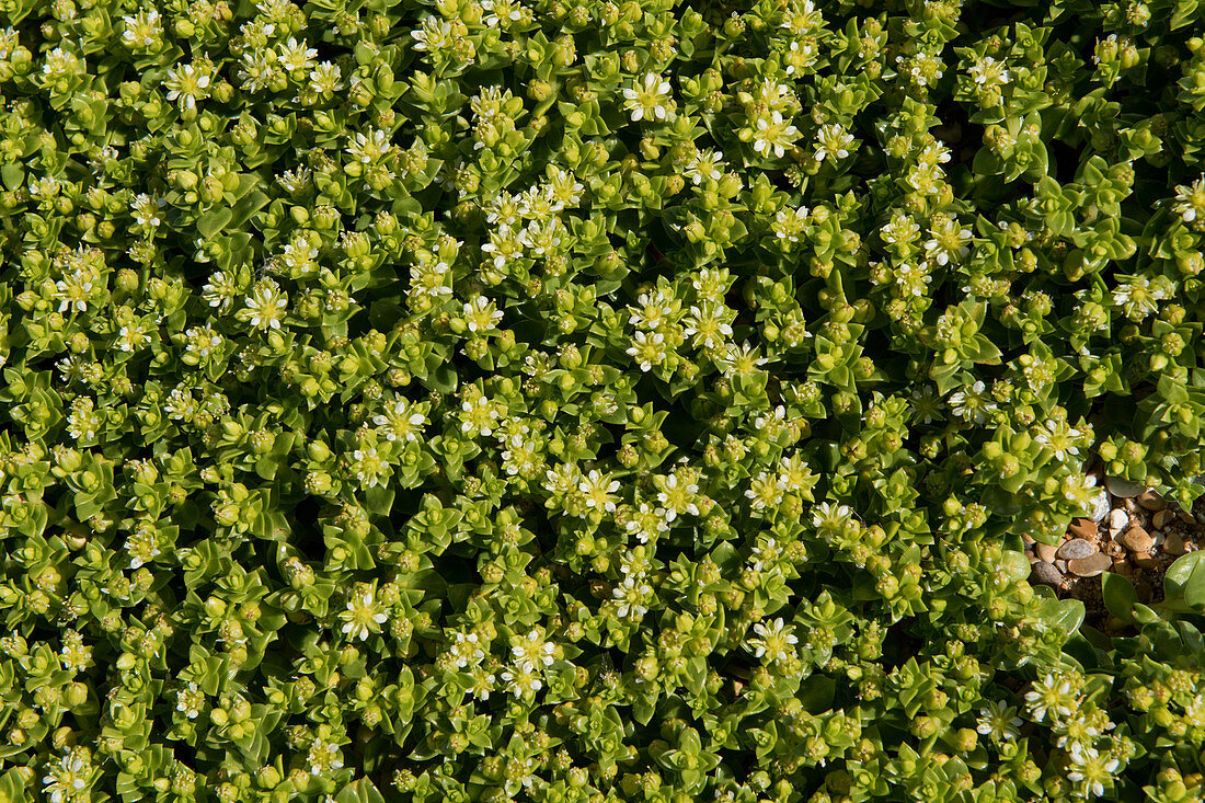 English stonecrop flowering