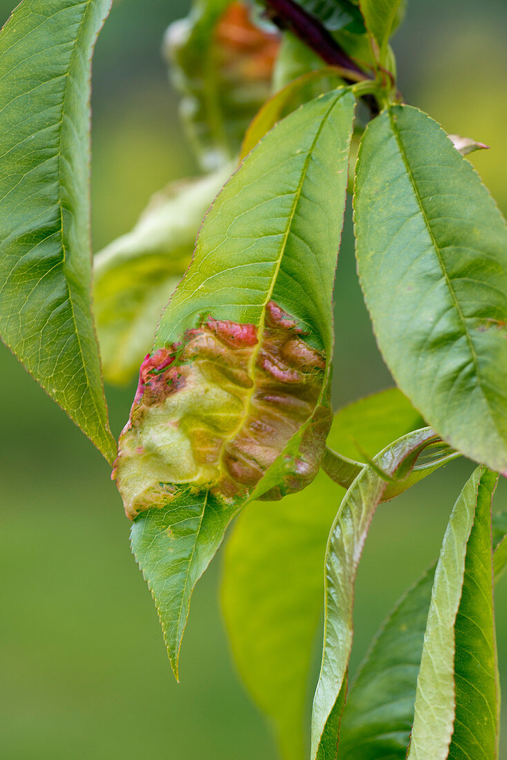 Peach leaf curl on nectarine