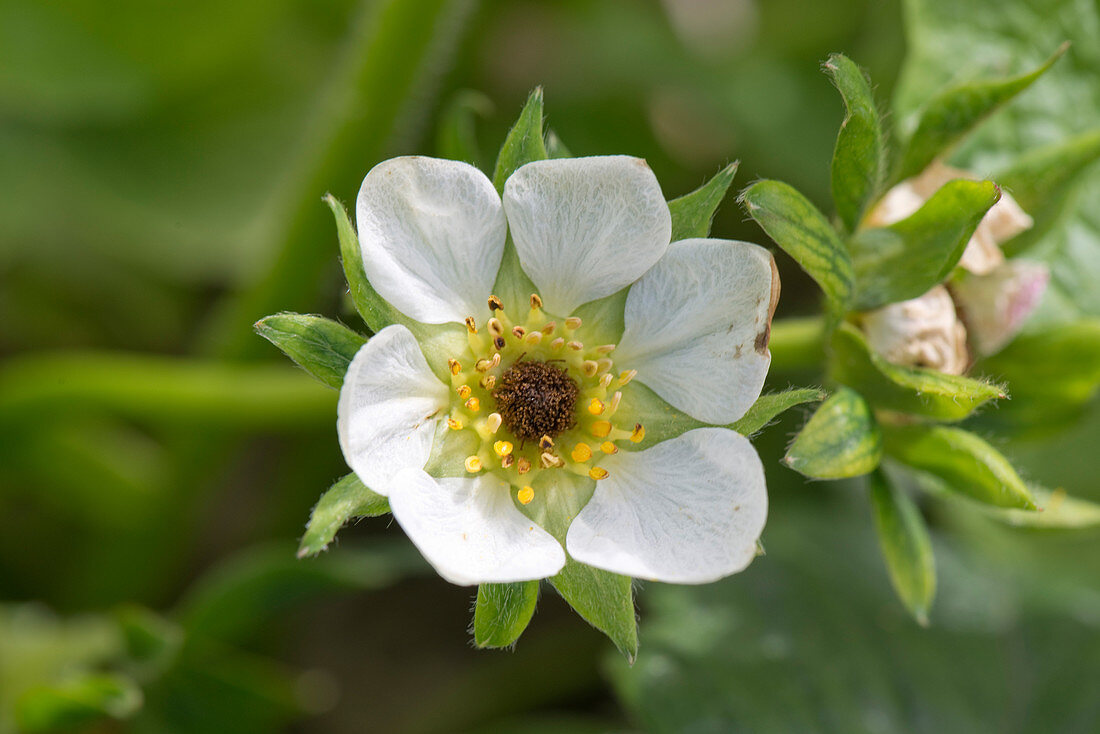 Frost damaged strawberry flowers