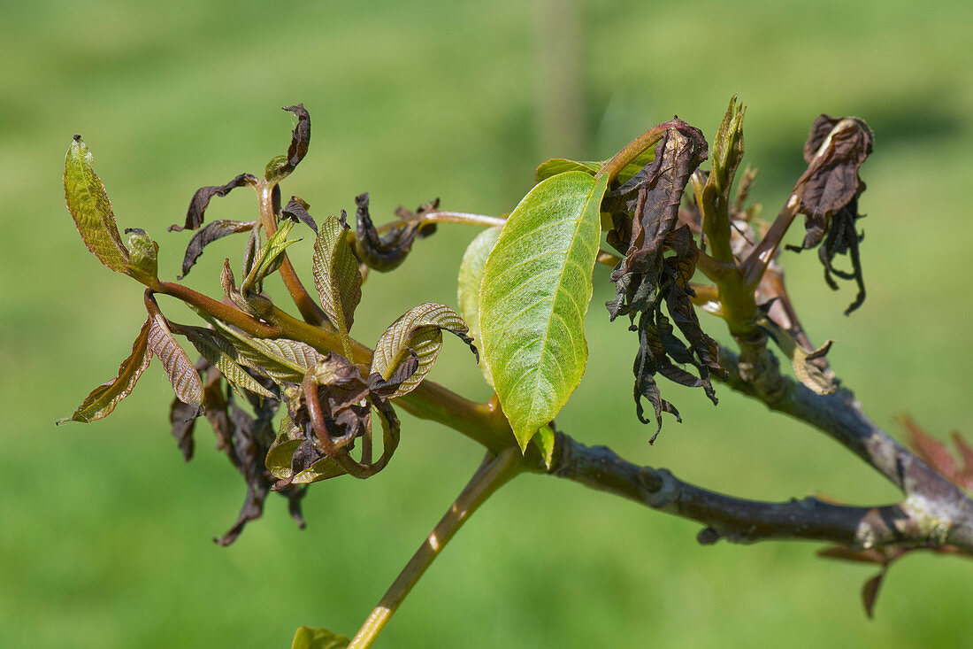 Walnut leaves with frost damage