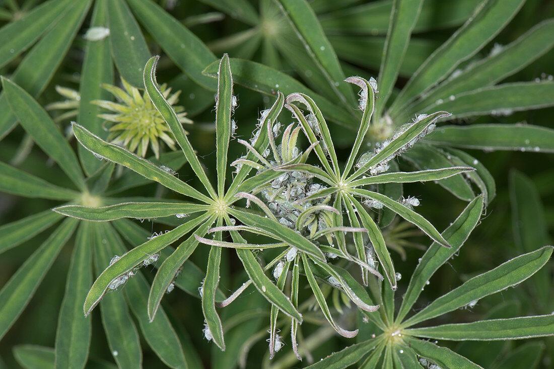 Aphids on tree lupin