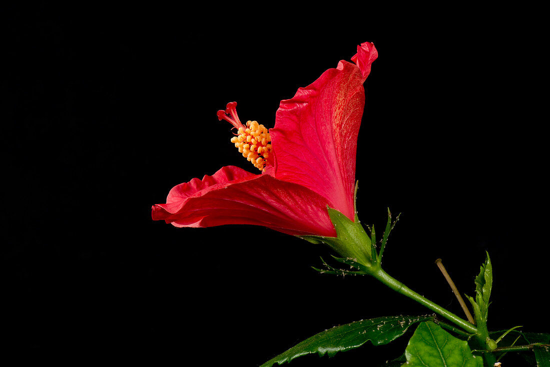 Hibiscus flower opening