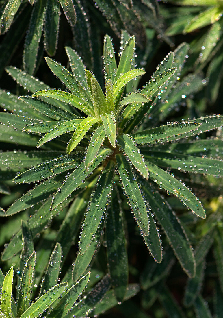 Frost droplets on Euphorbia leaves