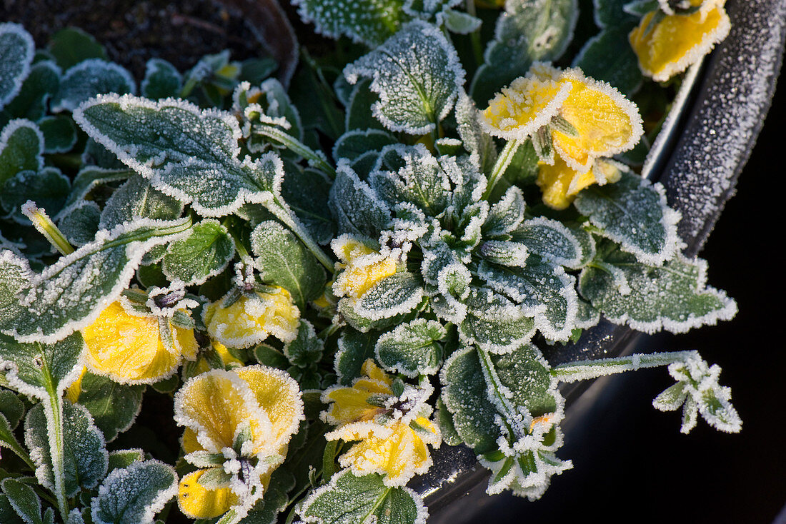 Frost on pansy