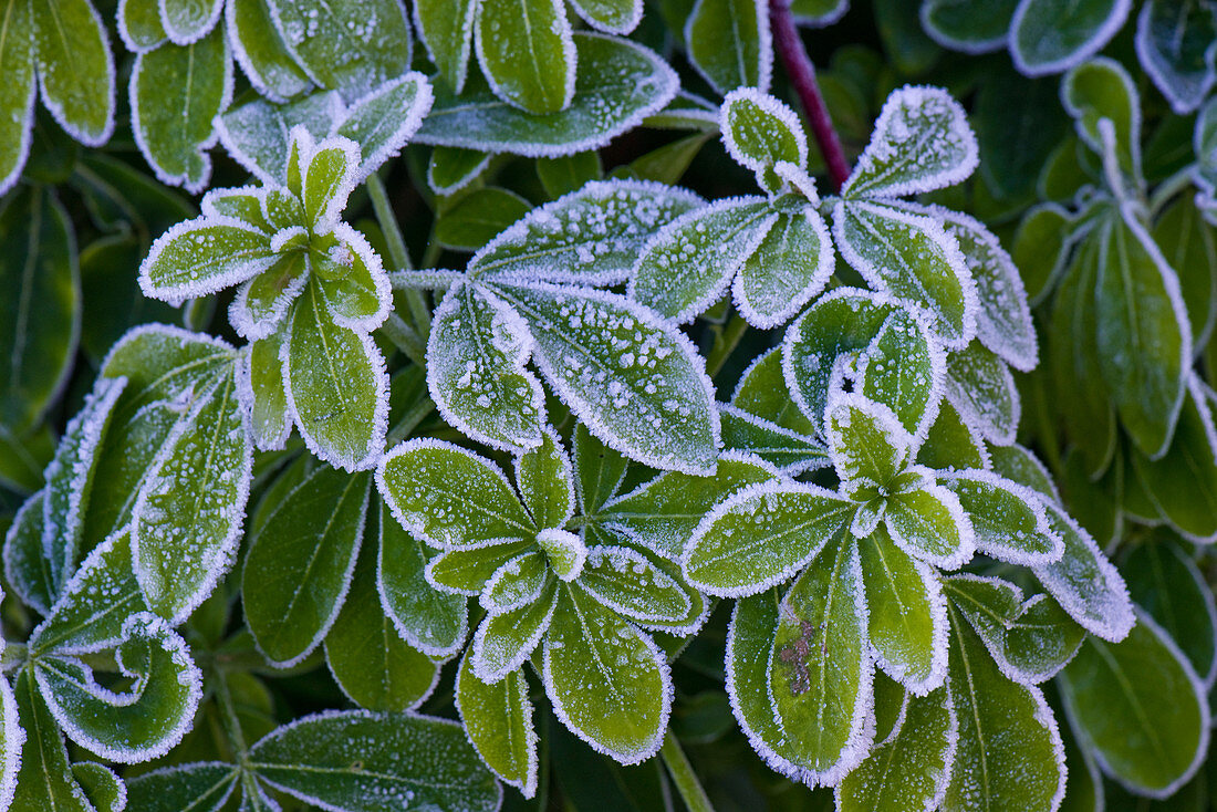 Frost on Choisya leaves