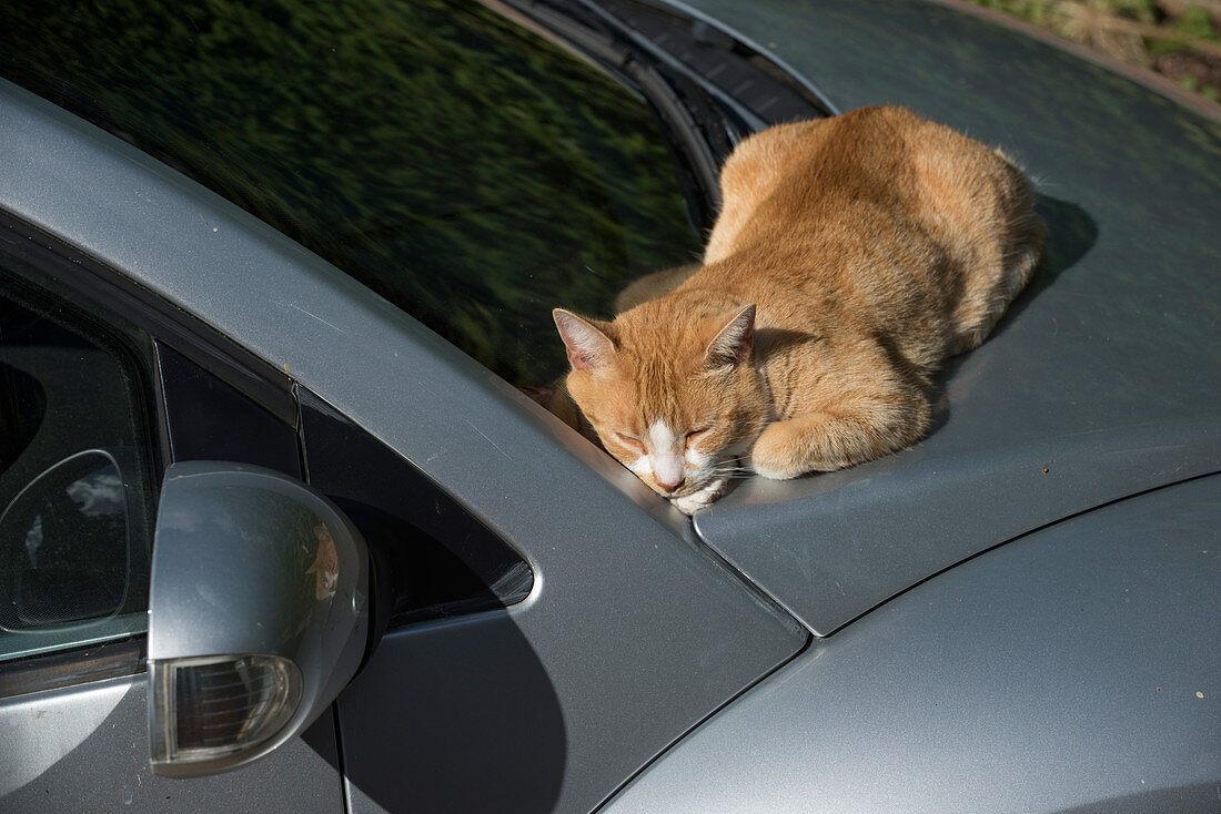 Cat on a car Hood