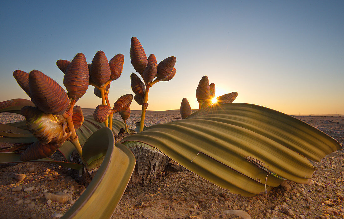 Welwitschia mirabilis in the Namib Desert