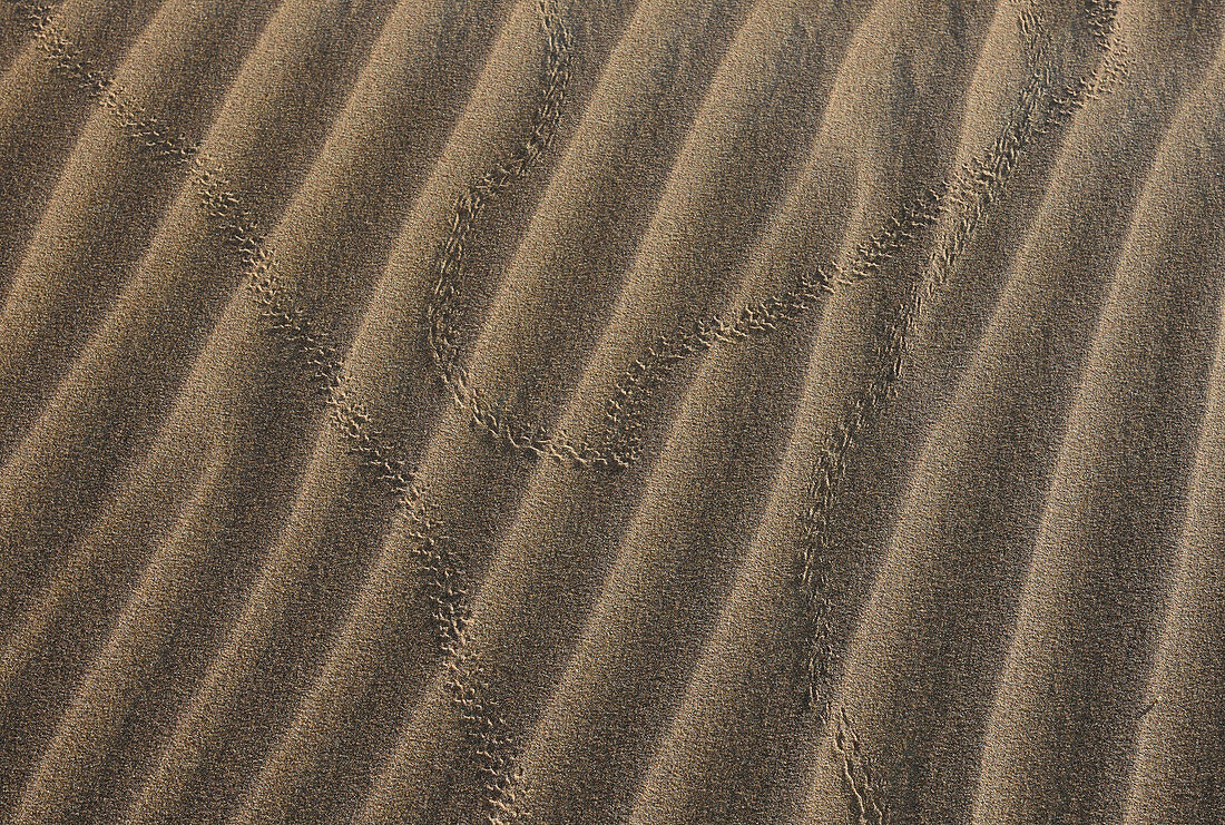 Insect Tracks on Dune