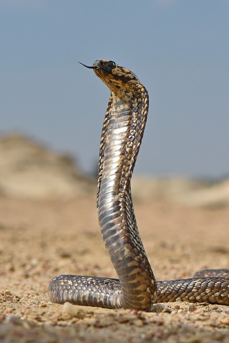 Cape Cobra