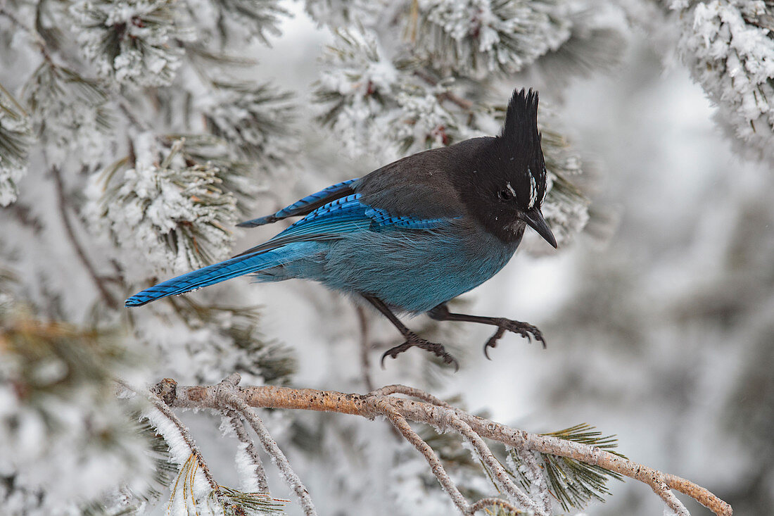 Steller's Jay jumping from snowy branch