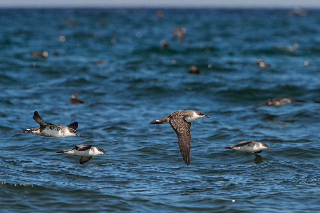 Great Shearwaters foraging for fish