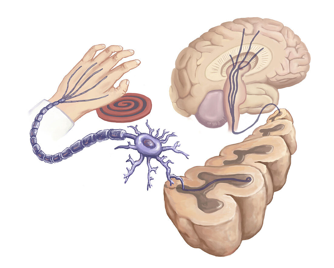 Pain Reflex, Nerve Circuits, Illustration