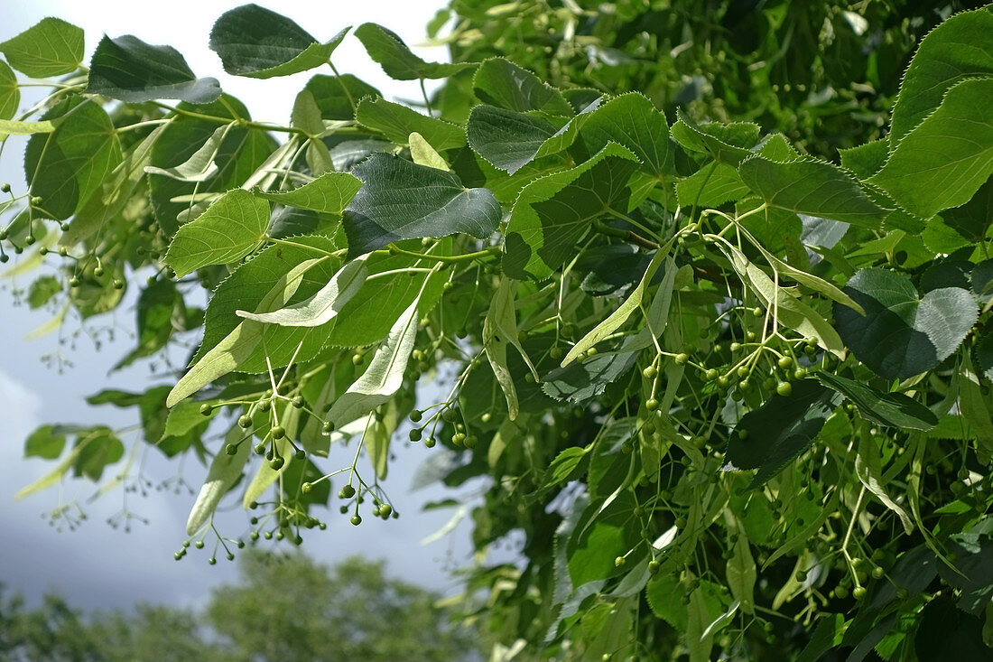 Lime trees in fruit