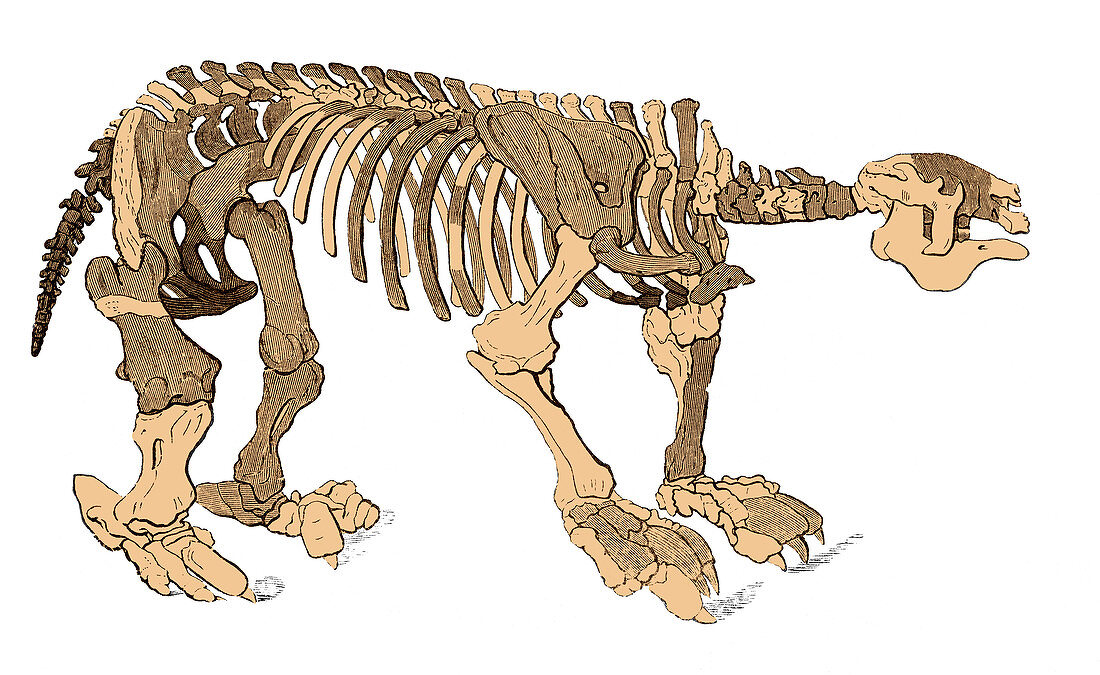 Megatherium Skeleton, Illustration