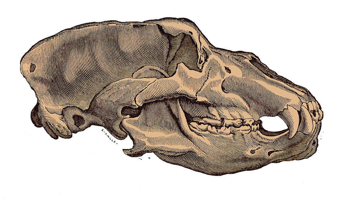 Cave Bear Skull, Illustration