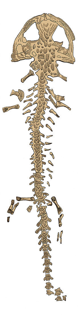 Giant Salamander Skeleton, Illustration