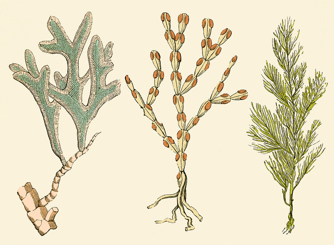 Jurassic Bryozoans, Illustration