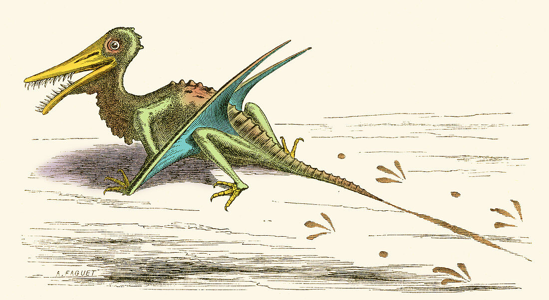 Rhamphorhynchus, Illustration