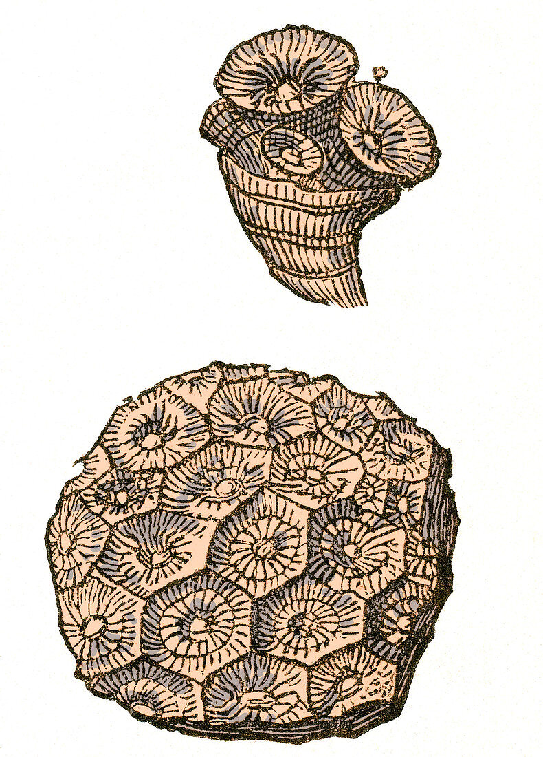 Rugose Coral Fossil, Illustration
