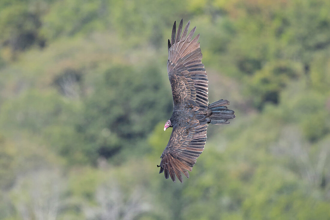 Turkey Vulture, Cathartes aura