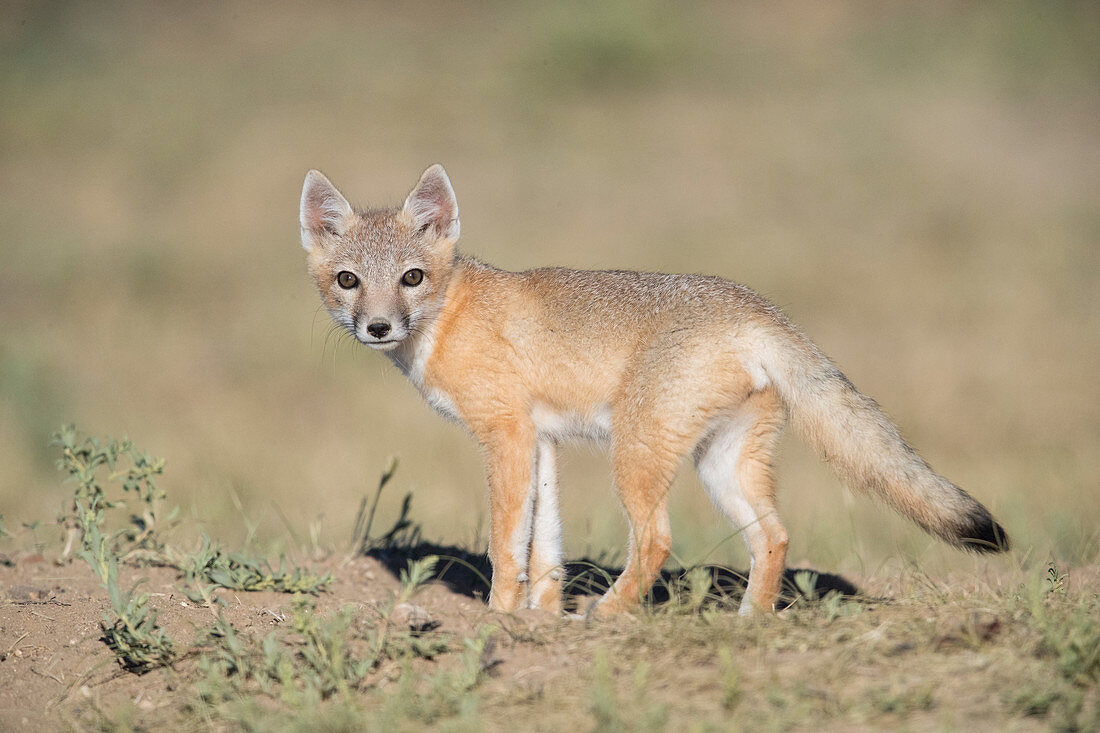 Juvenile Swift Fox
