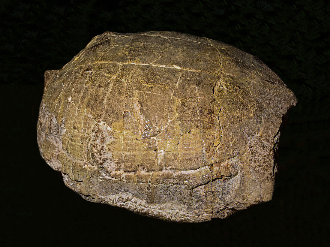 Tortoise Shell Fossil