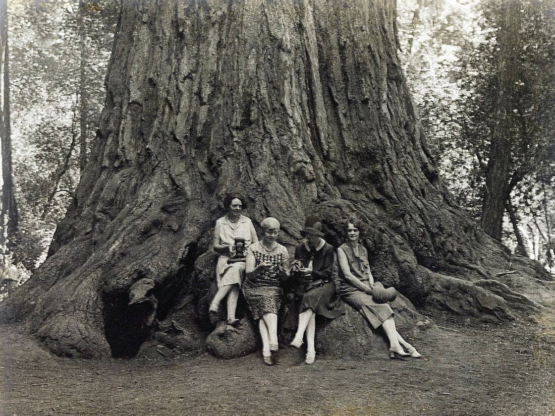 Female Photographers and Sequoia, 1920