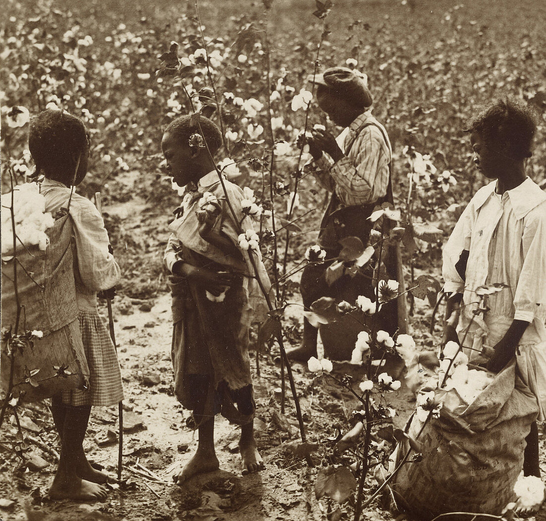 Children Picking Cotton, South Carolina, c. 1900