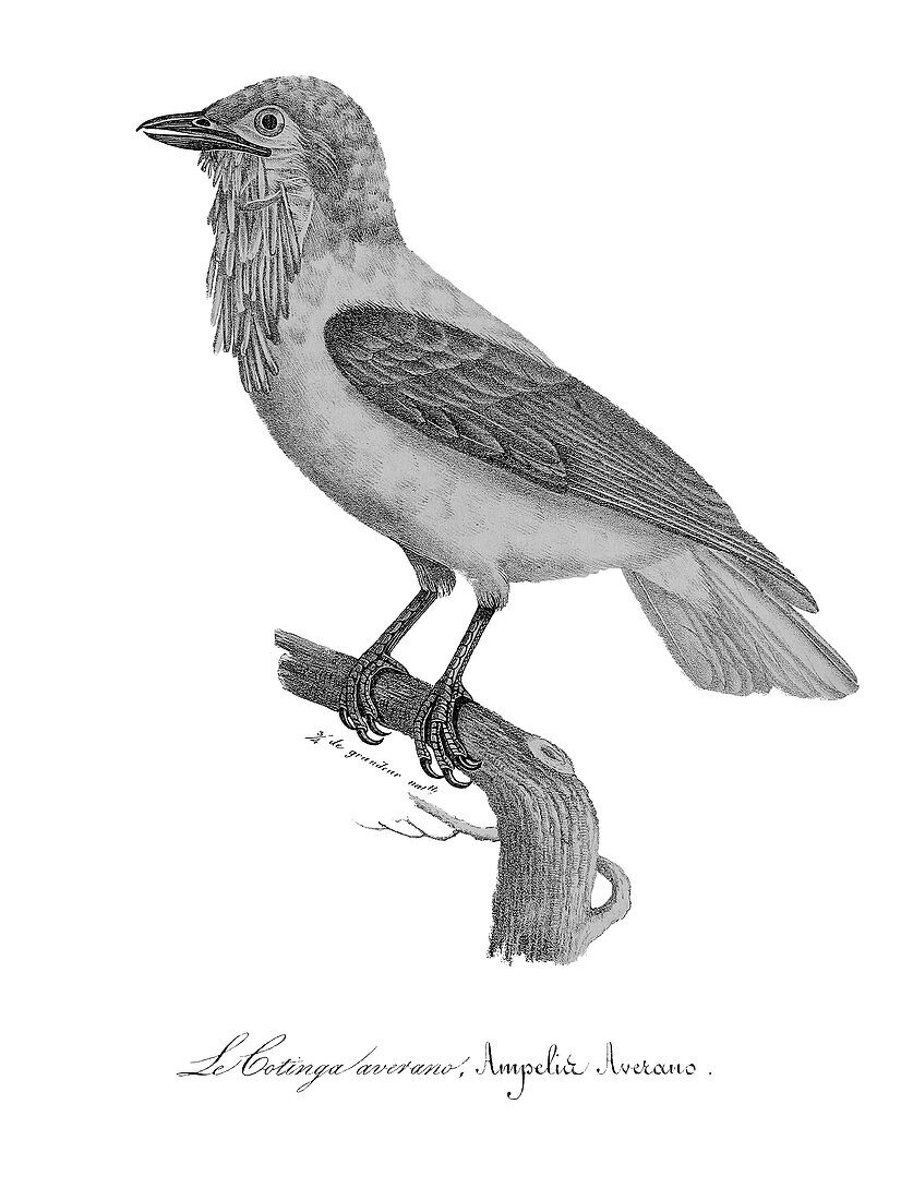 Bearded Bellbird