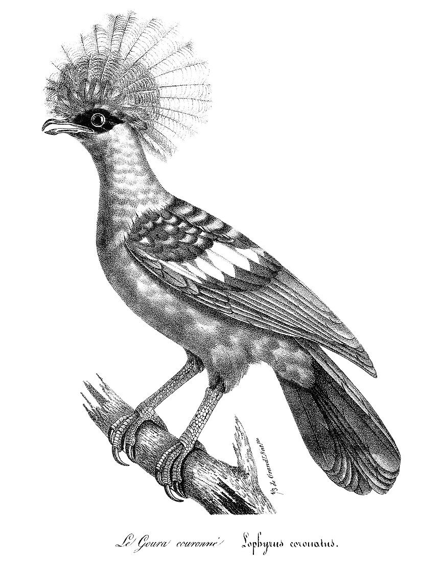 Crowned Goura Pigeon