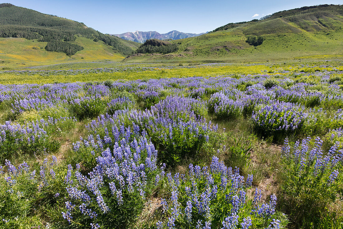 Mountain Meadow with Lupines