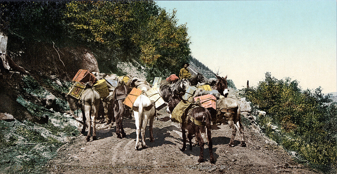 Pack Train On Mountain Road