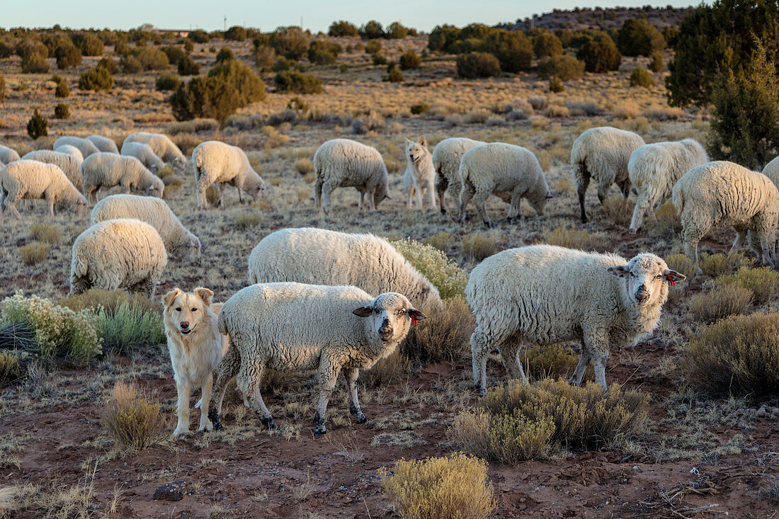 Sheep Dogs Guarding Sheep,