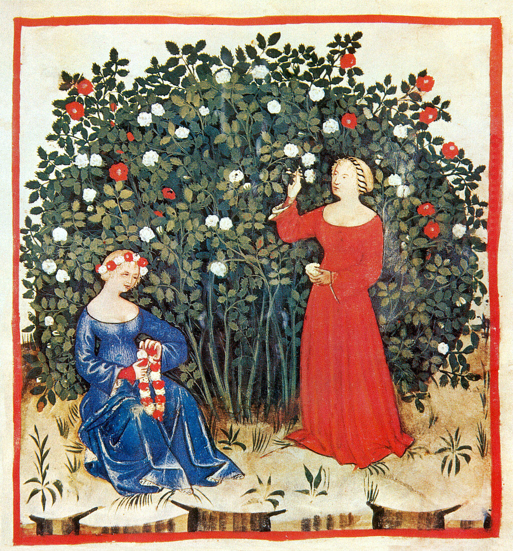 Tacuinum Sanitatis, Roses