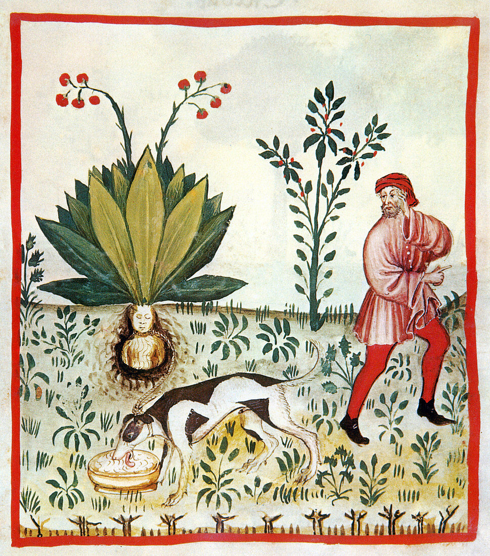 Tacuinum Sanitatis, Fruit of the Mandragora