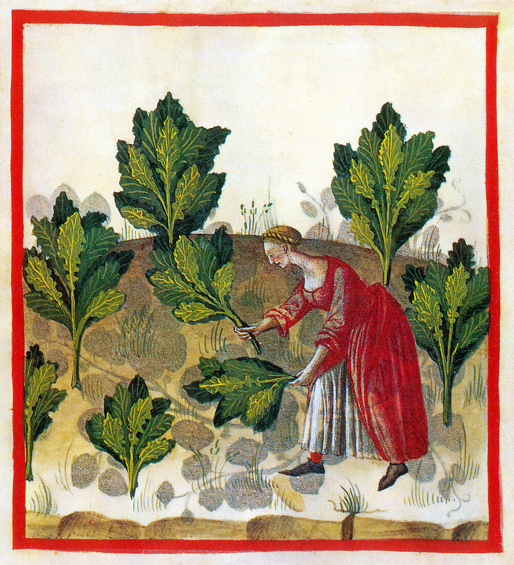 Tacuinum Sanitatis, Cabbage