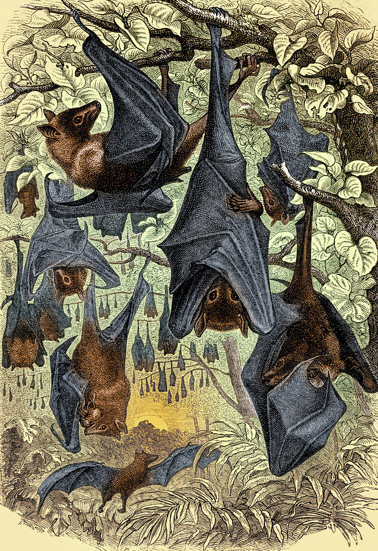 Flying Foxes, Illustration